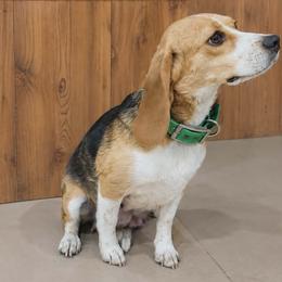 Mable - Beagle