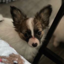 Buttons - Red white and sable female Papillon puppy in Bradyville, Tennessee from Pinnacle Papillons
