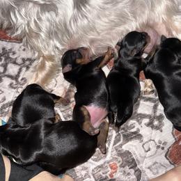 Yorkshire Terrier Puppies from The Yorkie House