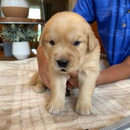Gray boy - Golden male Golden Retriever puppy in Macy, Indiana from Macy Golden Meadows