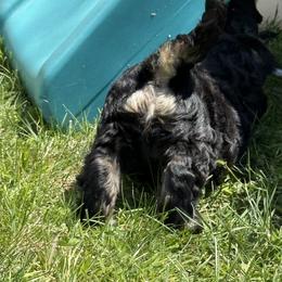 Australian Labradoodle and Labradoodle Puppies from Tango Wool Labradoodles