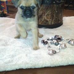 Bernese Mountain Dog and Brussels Griffon Puppies from Brooks Berner Bears