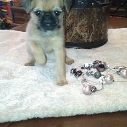 Bernese Mountain Dog and Brussels Griffon Puppies from Brooks Berner Bears