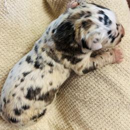 Brindlequin 1 - Harlequin male Great Dane puppy in Devine, Texas from Texas Devine Danes & Aussies