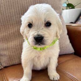 Neptune (green) - Light golden male Golden Retriever puppy in Pahrump, Nevada from Southern Nevada Goldens