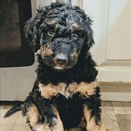 Bob - Black phantom male Aussiedoodle puppy in Yacolt, Washington from Aussiedoodles by Maggie