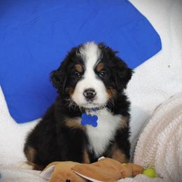 Bernese Mountain Dog and Golden Retriever Puppies from Colson Kennels