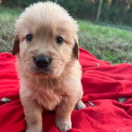Grace Kelly - Golden female Golden Retriever puppy in Meriden, Kansas from Sunkissed Retrievers