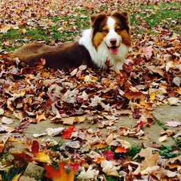 Australian Shepherd All Grown Up from Khaos Australian Shepherds
