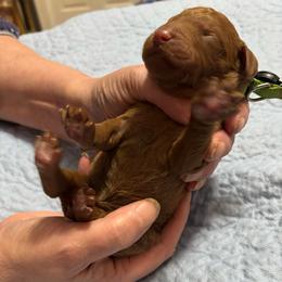 Neon Green Collar - Red  female Poodle puppy in Henagar, Alabama from Windy Oak Kennels