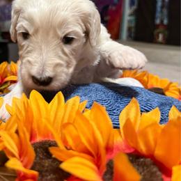Theia (black) - Cream female Goldendoodle puppy in Portsmouth, Virginia from Hopping Howlers Ranch
