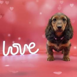 Purple Collar - Red female Dachshund puppy in Zebulon, North Carolina from Salt of the Earth Dachshunds