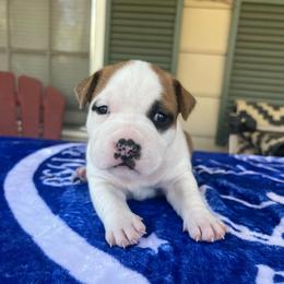 Derry - Red male American Staffordshire Terrier puppy in Marietta, Georgia from Ambition Amstaffs