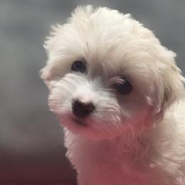 Havanese from Melissa Adams
