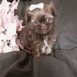 Chocolate dobie female white chest - Chocolate female Shih Tzu puppy in Arcadia, Florida from Kitsune Cuddles and kisses