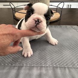 Pied - Black and white female French Bulldog puppy in Smithfield, North Carolina from Roughneck Frenchies