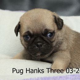 Pug Puppies from Bradley's Pugs