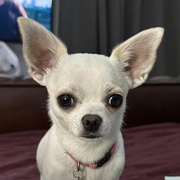 Lucy - Chihuahua