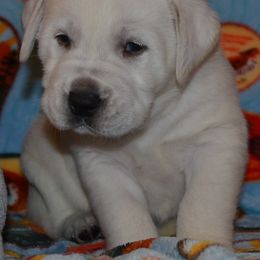Champion sired Hero - Yellow male Labrador Retriever puppy in Spring Creek, Nevada from Badland Kennel