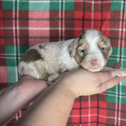 Merle boy - Red merle male Toy Australian Shepherd puppy in Hillsboro, Illinois from Shoal Creek Puppies