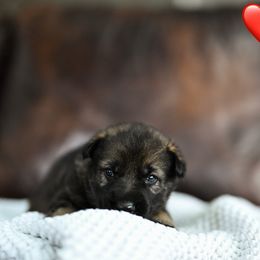 Red collar - Sable male German Shepherd puppy in Portland, Tennessee from Howixx German Shepherds