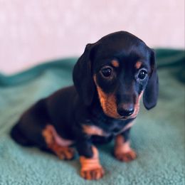 Bella - Black and tan female Dachshund puppy in Sutherland, Virginia from Sutherland Estates Dachshunds