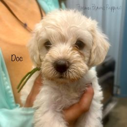 Doc - White male Schnoodle puppy in Sedalia, Missouri from Farmer Brown's Puppies