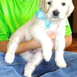 Goldendoodle Puppies from SUPERDog Doodles