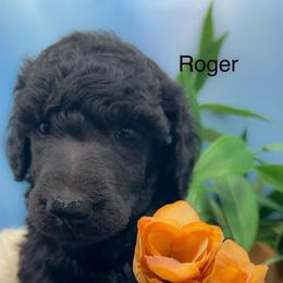 Roger - Silver male Poodle puppy in Greenville, North Carolina from Grace Poodles