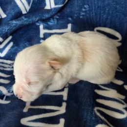 Krypto - White male Miniature Schnauzer puppy in Elgin, Iowa from Firefly Stables