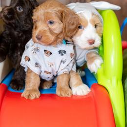 Australian Labradoodle Puppies from Saguaro Blossom Doodles