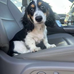 Dachshund Puppies from Chilidog Dachshunds