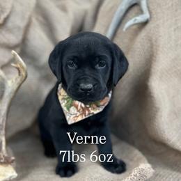 Verne - Black male Labrador Retriever puppy in Puyallup, Washington from 12 Door Farm Labradors