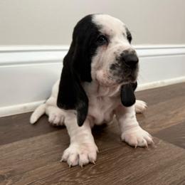 Orange - Black brown and white male Basset Hound puppy in Douglas, Georgia from Huffer Hounds and Havanese