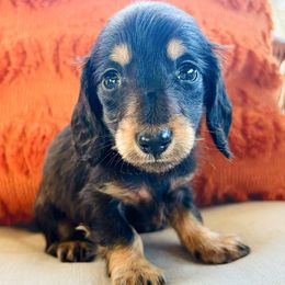 Robin - Black and tan male Dachshund puppy in Sylvania, Alabama from Yancey’s Doxies