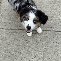 Miniature Australian Shepherd Puppies from Dusty Dogs Miniature Australian Shepherds