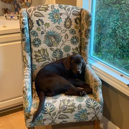 Labrador Retriever Puppies from Hanova Labradors