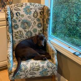 Labrador Retriever Puppies from Hanova Labradors