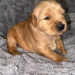 Green Boy - Golden male Golden Retriever puppy in Rockwell, North Carolina from KnL Golden Acres