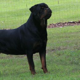 French Bulldogs and Rottweilers from Bullies of the Backwoods