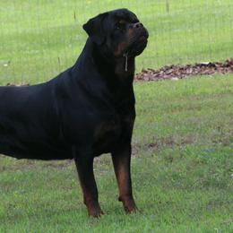 French Bulldogs and Rottweilers from Bullies of the Backwoods