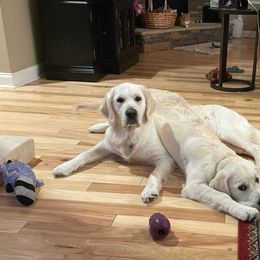 Golden Retriever Puppies from English Creamery Golden Retrievers