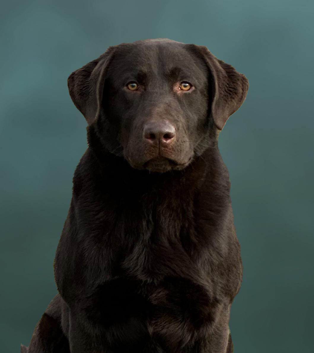 Nitro