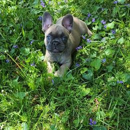 Naga - French Bulldog puppy in Springfield, Missouri from #1 Frenchies aka Nokie's Bullies