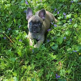 Naga - French Bulldog puppy in Springfield, Missouri from #1 Frenchies aka Nokie's Bullies