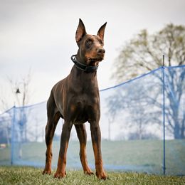 Logan - Doberman Pinscher