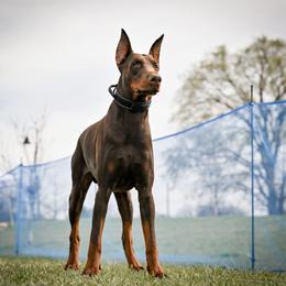 Logan - Doberman Pinscher