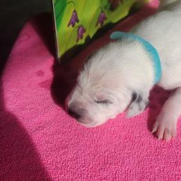 Lolipop - White and black female Dalmatian puppy in Grant, Michigan from Savannah Woltanski