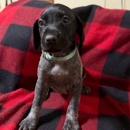 Teal - Black roan female German Shorthaired Pointer puppy in Jackson, Georgia from Rosengrace Gsps (formerly Tiner GSP’s)