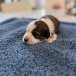 Ash - Sable male Tibetan Terrier puppy in Tunnel Hill, Georgia from Willow Haven Kennels